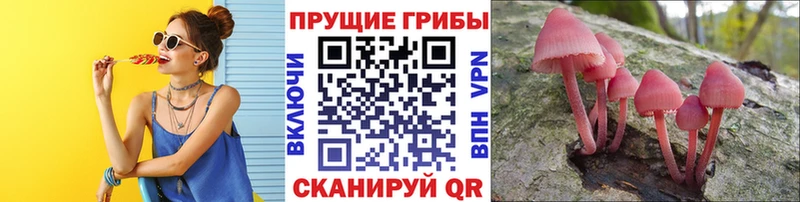 OMG ТОР  Багратионовск  Псилоцибиновые грибы GOLDEN TEACHER 