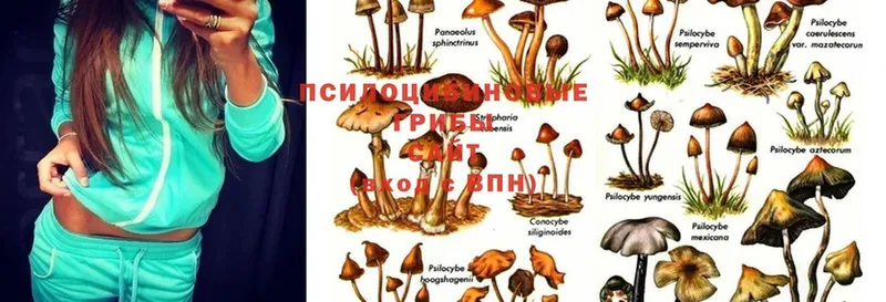 Псилоцибиновые грибы Psilocybine cubensis  где купить наркоту  Багратионовск 